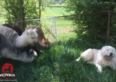 Hund mit Alpakas auf der Weide beim Alpaka-TEAM Durchhausen