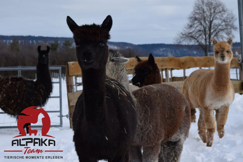 Alpakas auf einer winterlichen Weide in Durchhausen beim Alpaka-TEAM Abenteuer im Winter