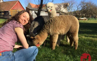 Abenteuer mit 3 Alpakas hinter dem Stall in Durchhausen
