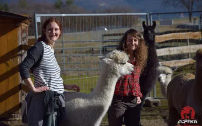 Tiergestützte Therapie mit Alpakas in Durchhausen