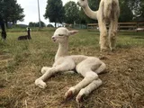 Babyalpaka und Alpakastute auf der Weide, Information und Wissen über Alpakas
