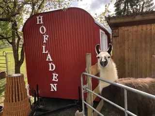 Lama vor dem Hofladen des Alpaka-TEAMs in Durchhausen