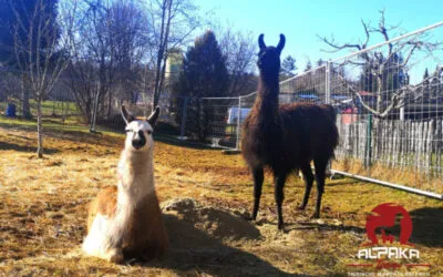 Lamas auf der Weide in Durchhausen bei Tuttlingen
